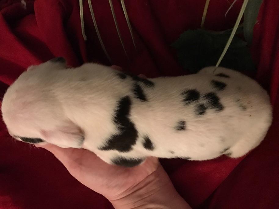 Boston's And Danes Playhouse Great Dane Puppies For Sale