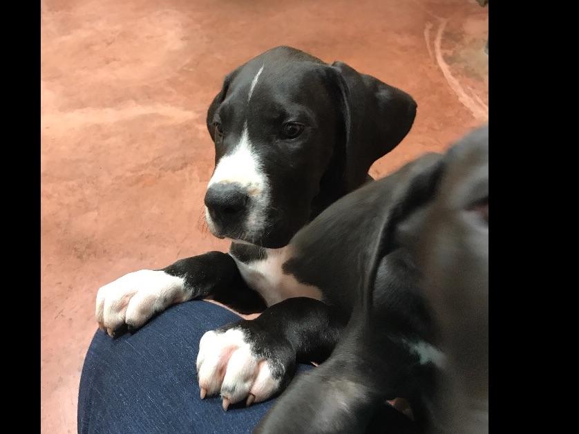 Boston's And Danes Playhouse Great Dane Puppies For Sale