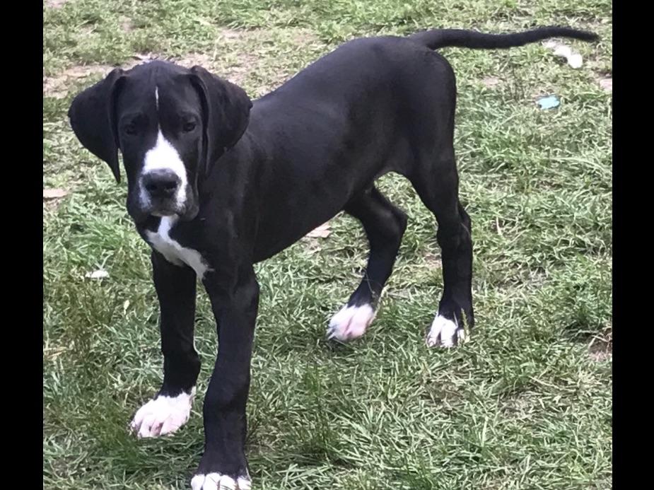 Boston's And Danes Playhouse Great Dane Puppies For Sale