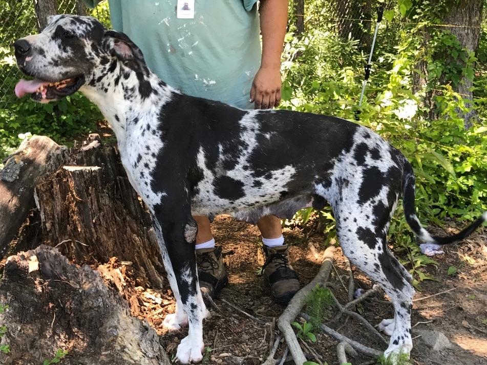 Boston's And Danes Playhouse Great Dane Puppies For Sale