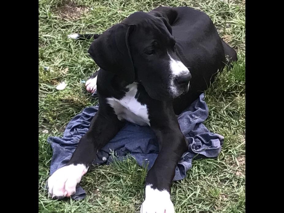 Boston's And Danes Playhouse Great Dane Puppies For Sale