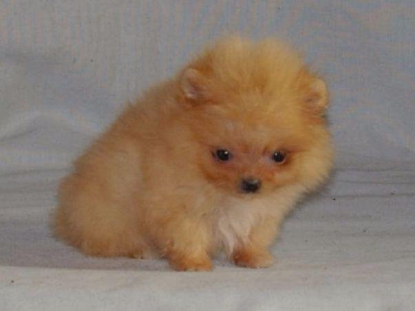 pomeranian breeders akc pomeranian for sale by our dogs american kennel club pomeranian breeders akc pomeranian for sale by our dogs american kennel club