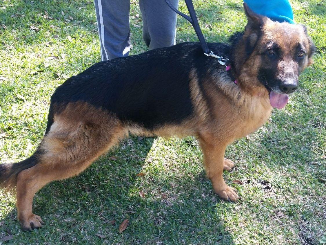 k9 german shepherd puppies for sale hoppinmarsh k9 german shepherd puppies for sale k9 german shepherd puppies for sale hoppinmarsh k9 german shepherd puppies for sale