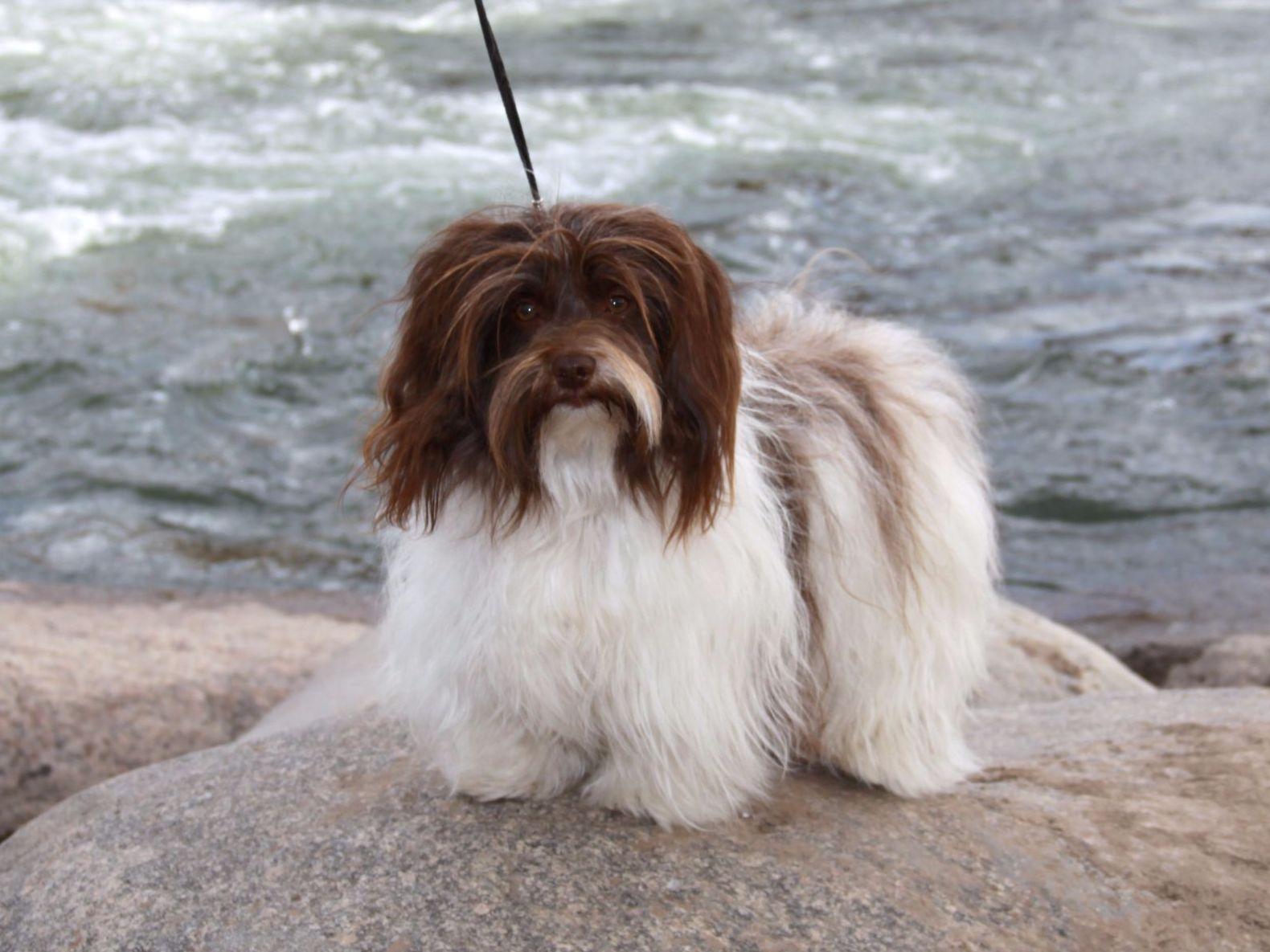 havanese puppies for sale sydney sydney havanese puppies for sale havanese puppies for sale sydney sydney havanese puppies for sale