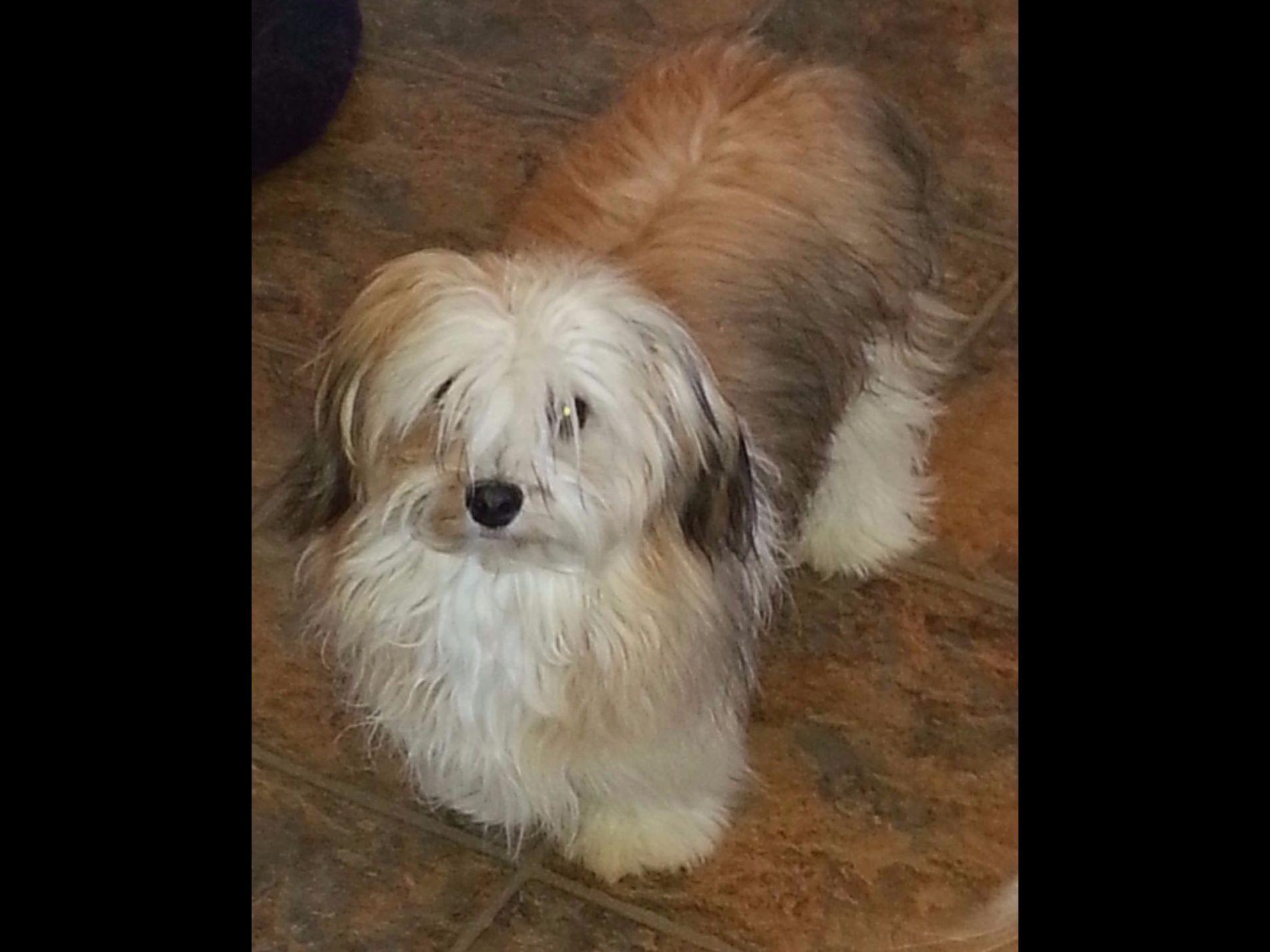 havanese puppies for sale sydney sydney havanese puppies for sale havanese puppies for sale sydney sydney havanese puppies for sale