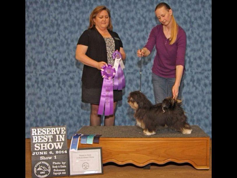 havanese puppies for sale sydney sydney havanese puppies for sale havanese puppies for sale sydney sydney havanese puppies for sale