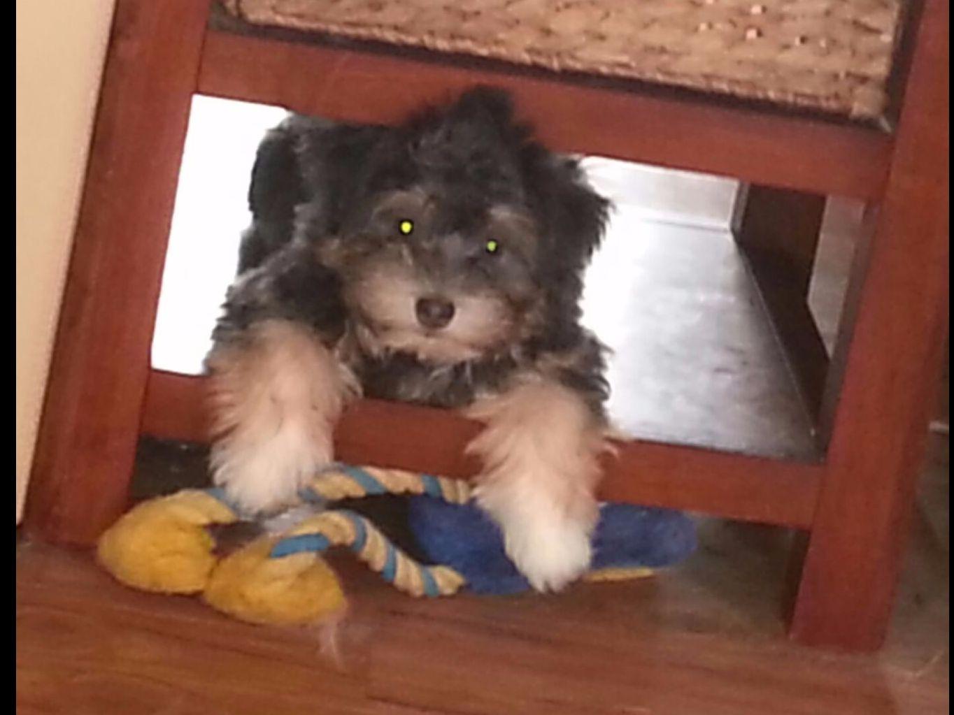 havanese puppies for sale sydney sydney havanese puppies for sale havanese puppies for sale sydney sydney havanese puppies for sale