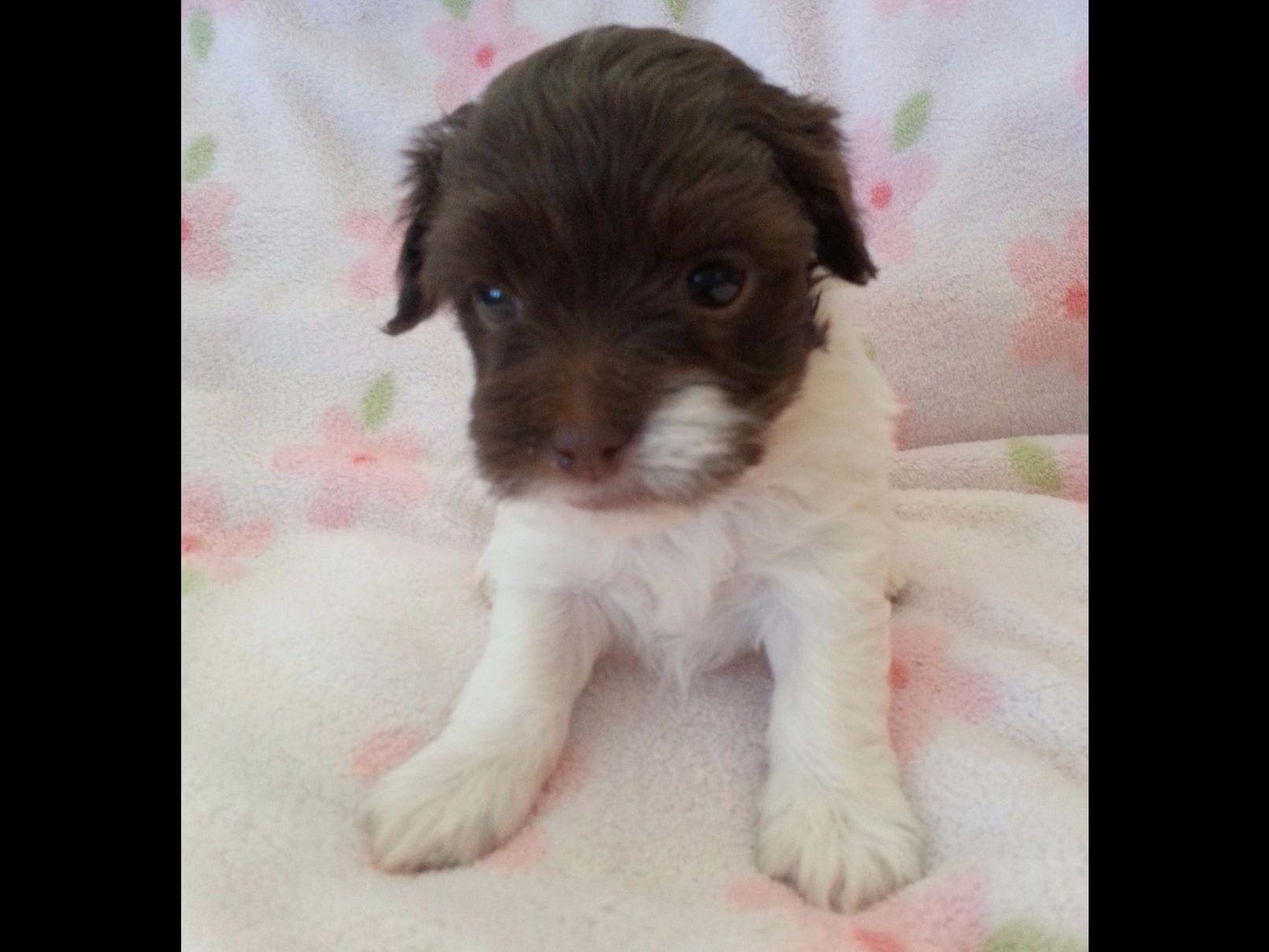 havanese puppies for sale sydney sydney havanese puppies for sale havanese puppies for sale sydney sydney havanese puppies for sale
