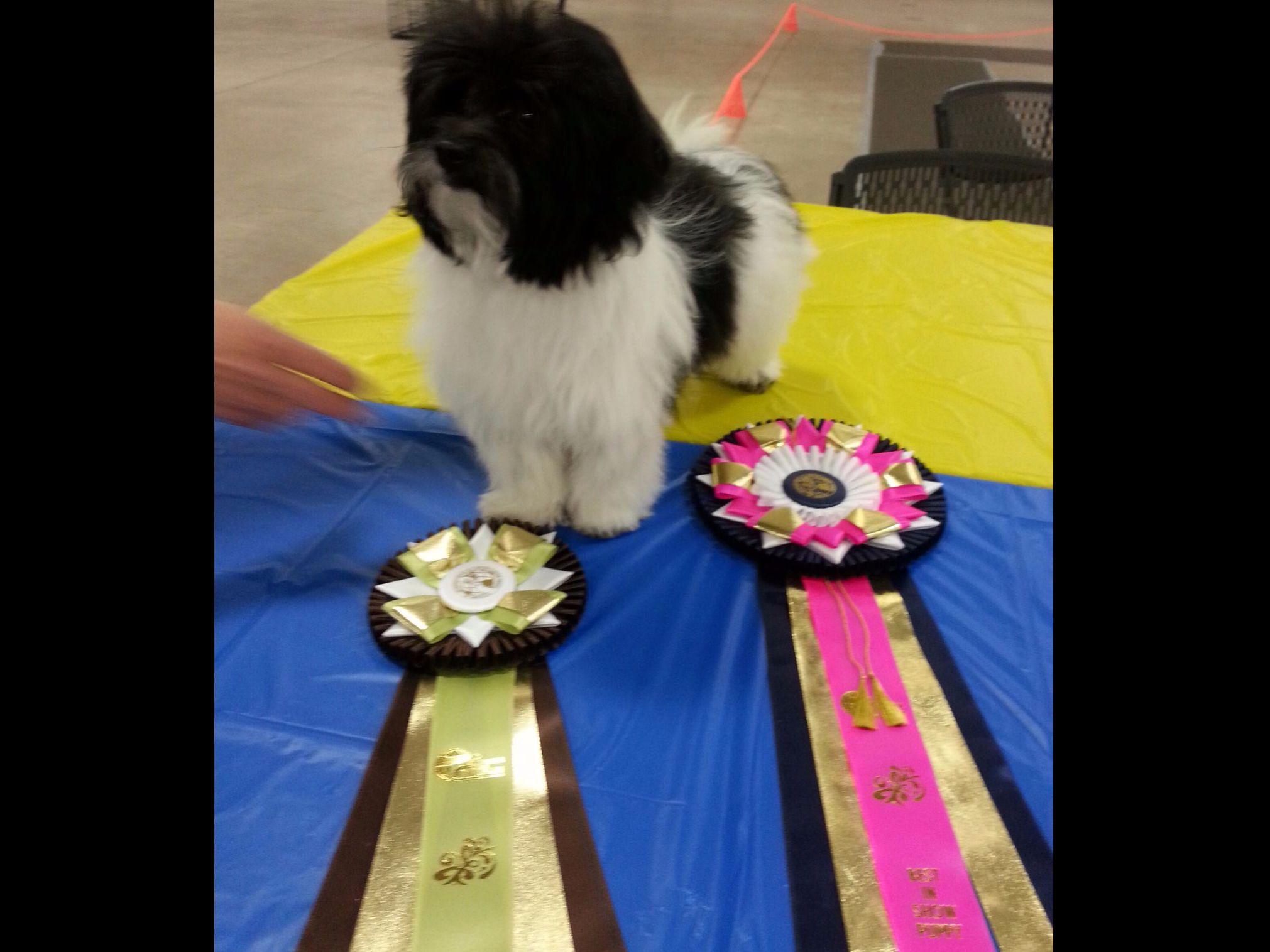 havanese puppies for sale sydney sydney havanese puppies for sale havanese puppies for sale sydney sydney havanese puppies for sale