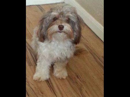 havanese puppies for sale sydney sydney havanese puppies for sale havanese puppies for sale sydney sydney havanese puppies for sale
