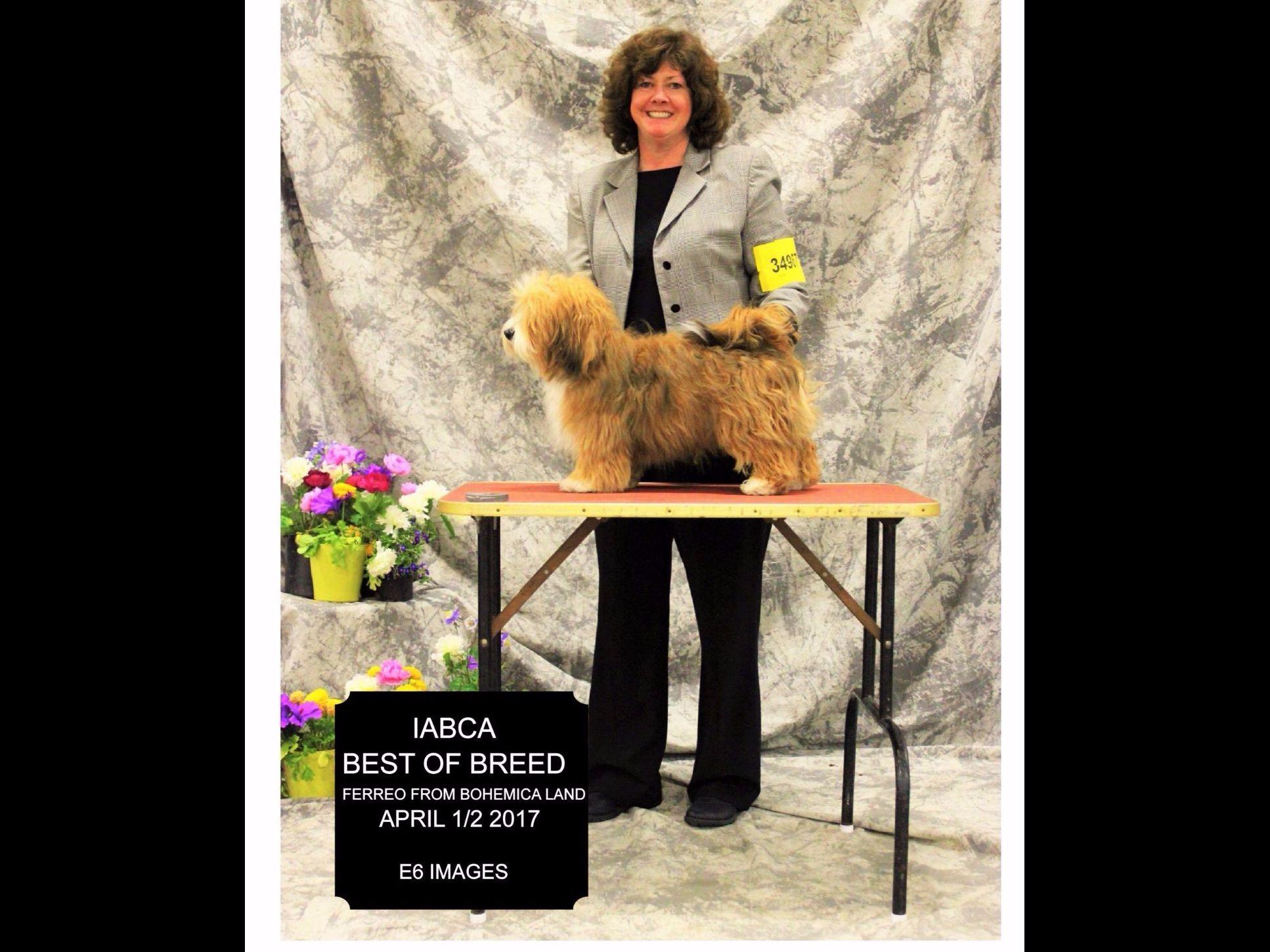 havanese puppies for sale sydney sydney havanese puppies for sale havanese puppies for sale sydney sydney havanese puppies for sale
