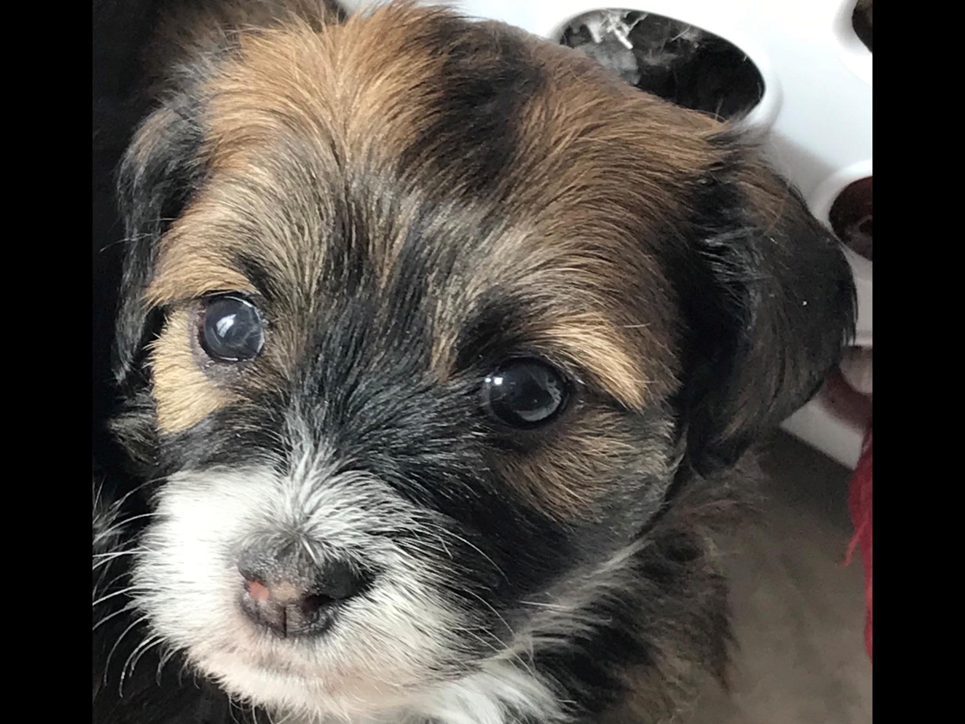 havanese puppies for sale sydney sydney havanese puppies for sale havanese puppies for sale sydney sydney havanese puppies for sale