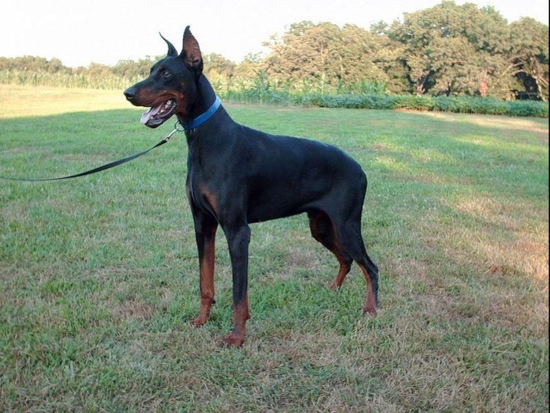 Doberman Pinscher For Sale by Marvin Cobb American Kennel Club