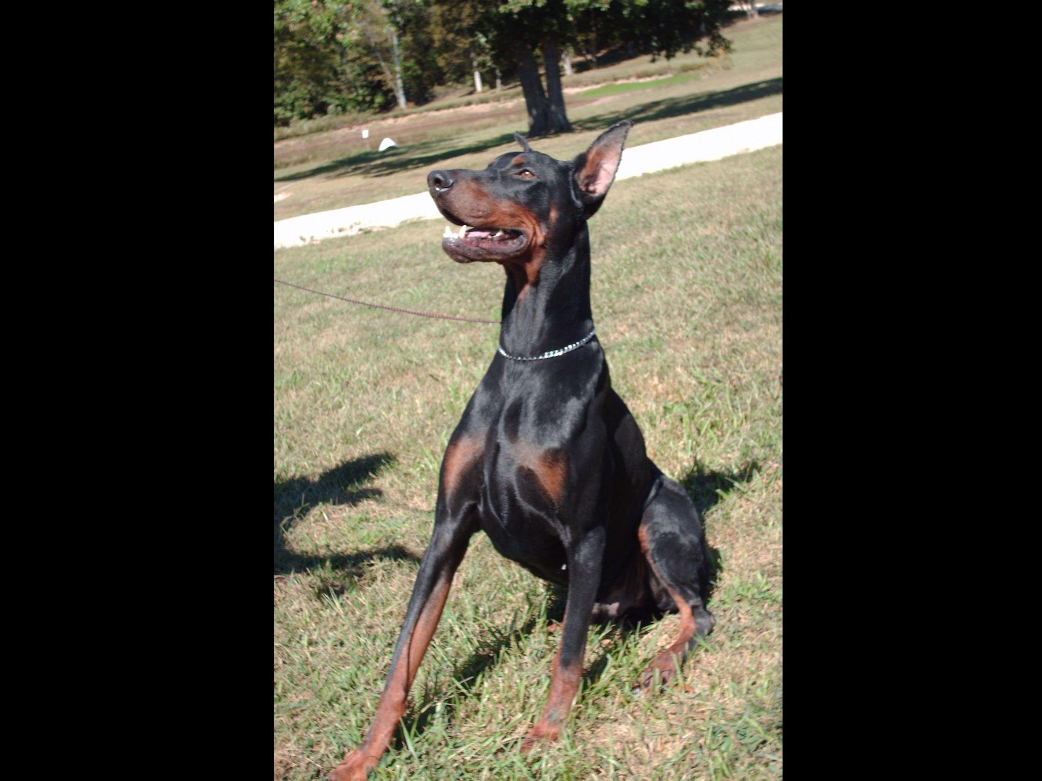 Doberman Pinscher For Sale by Marvin Cobb American Kennel Club