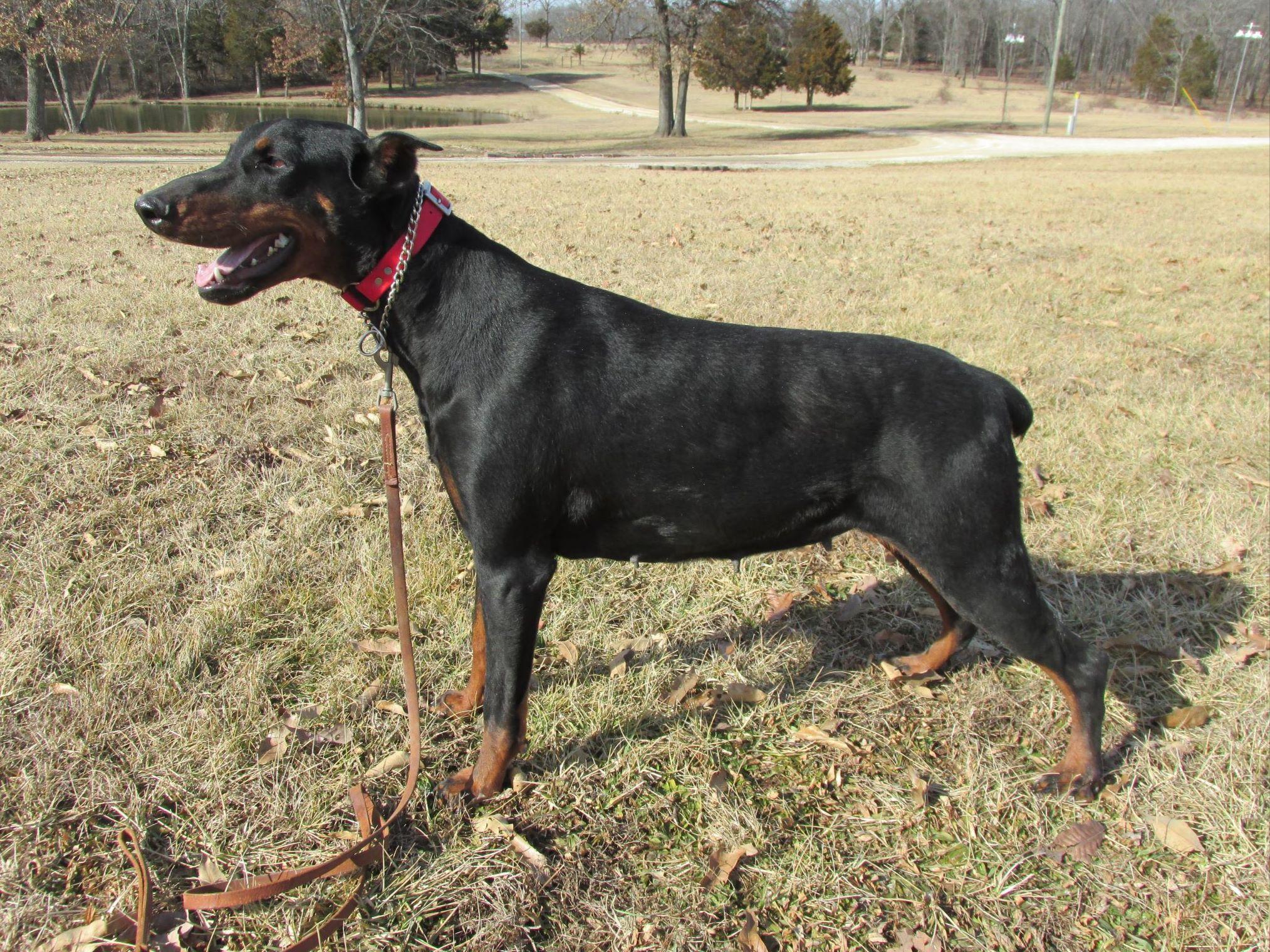 Doberman Pinscher For Sale by Marvin Cobb American Kennel Club