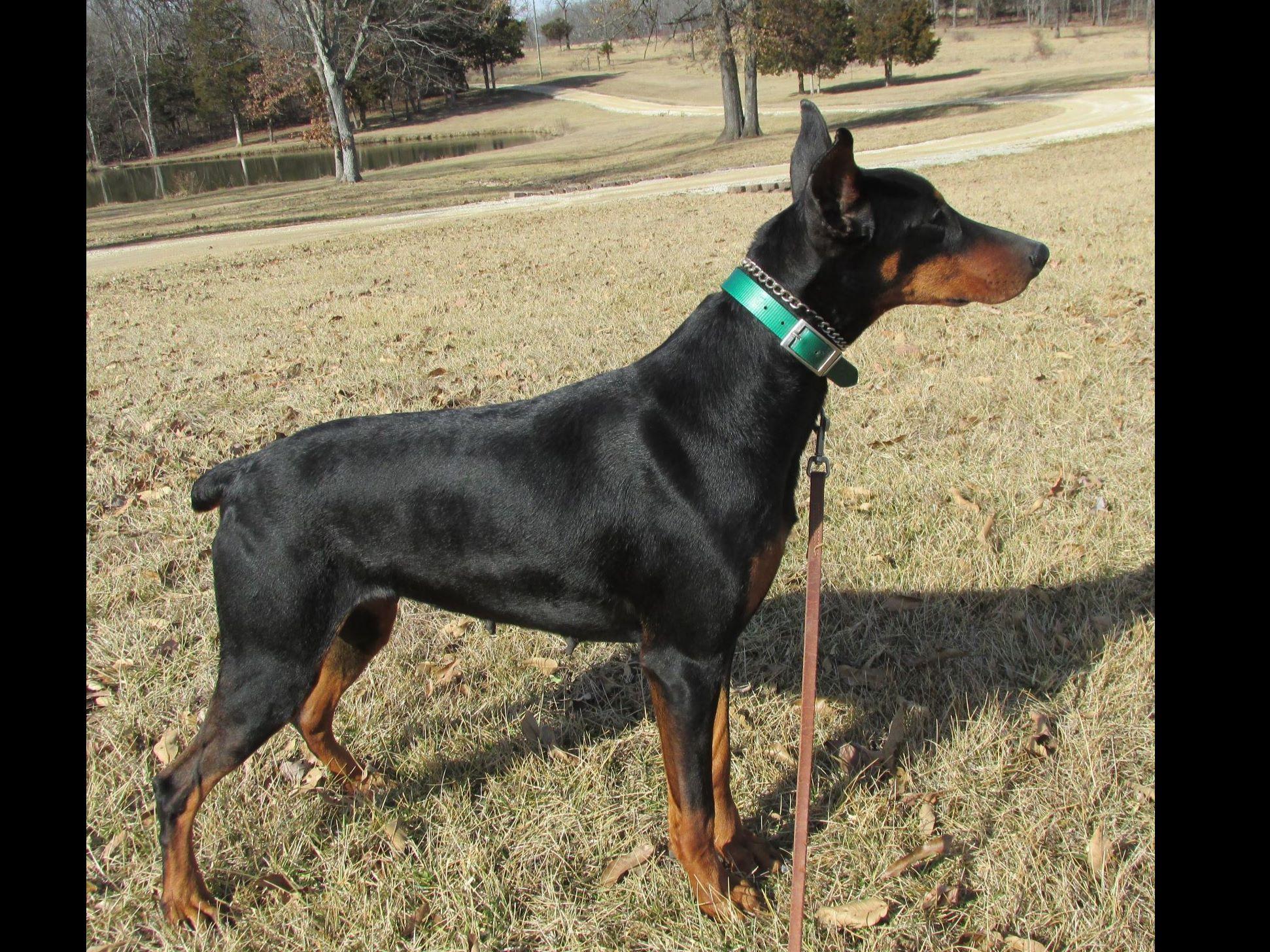 Doberman Pinscher For Sale by Marvin Cobb - American Kennel Club