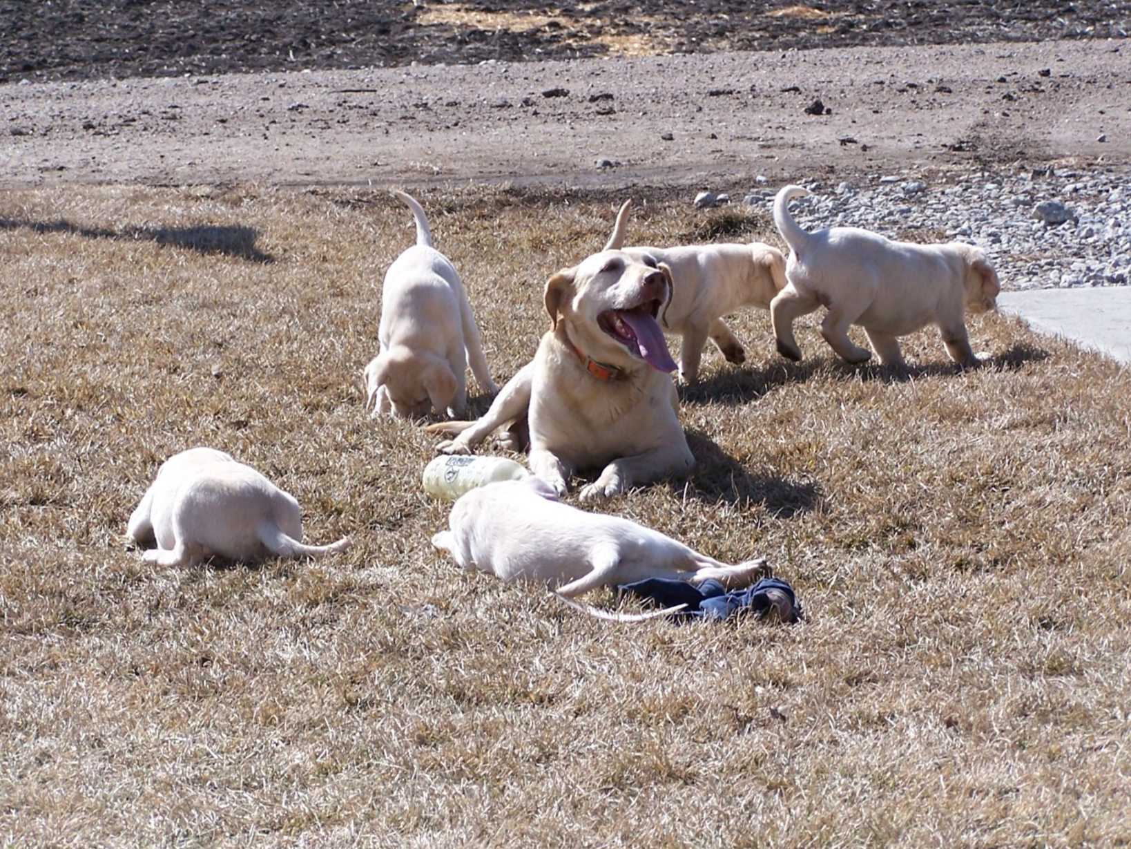 puppies for sale in sioux city akc puppies for sale near sioux city south dakota akc marketplace puppies for sale in sioux city akc puppies for sale near sioux city south dakota akc marketplace