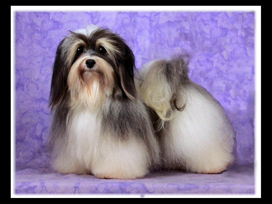 akc havanese breeders havanese for sale by manders american kennel club akc havanese breeders havanese for sale by manders american kennel club
