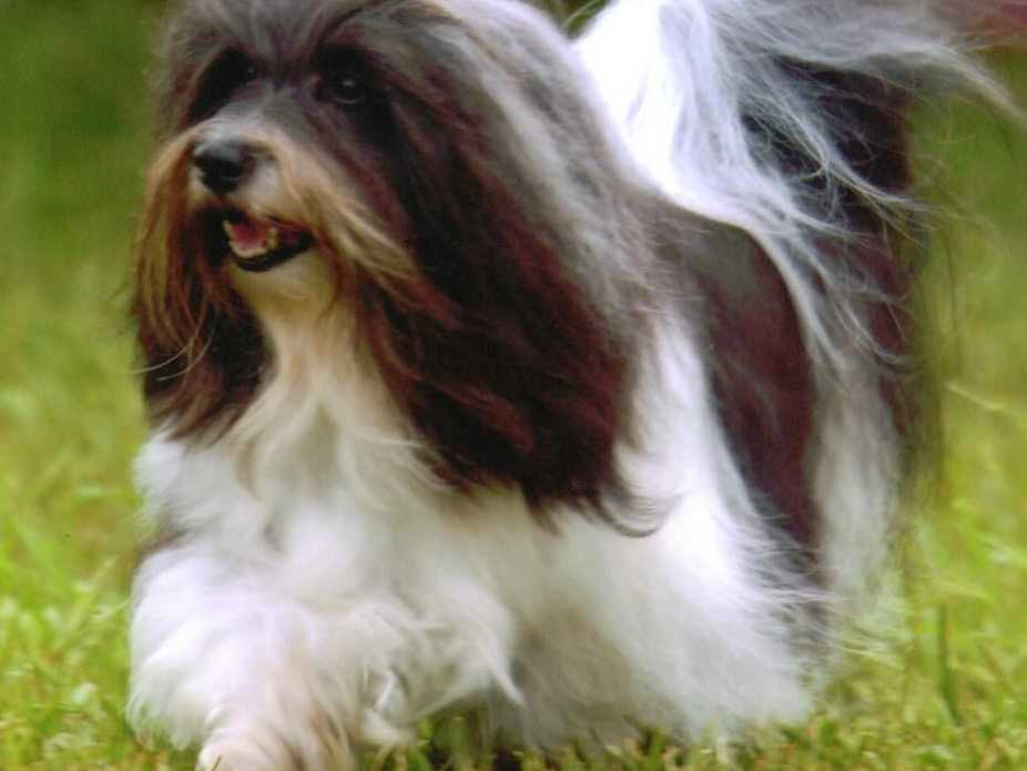 ohio sheltie puppies for sale 250 akc puppies for sale near derry new hshire akc marketplace ohio sheltie puppies for sale 250 akc puppies for sale near derry new hshire akc marketplace
