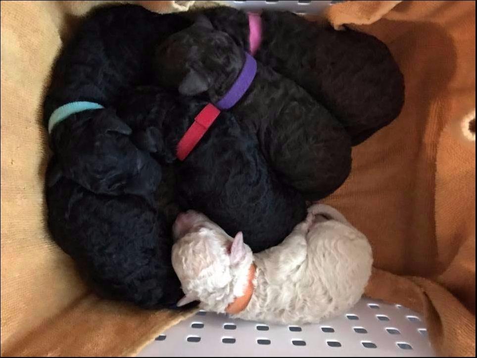 Copper Kennel Spanish Water Dogs And Hungarian Pumi Spanish Water Dog