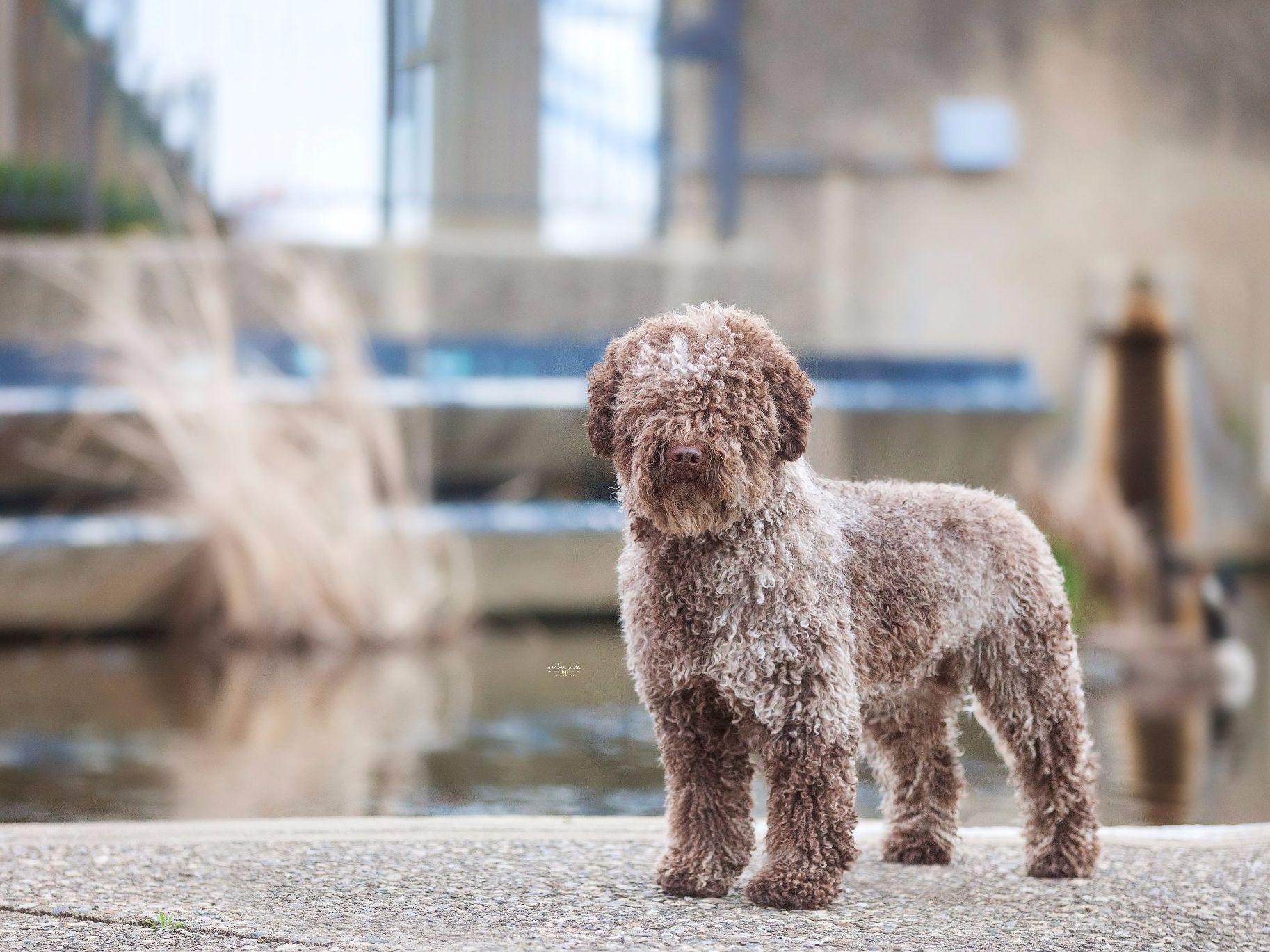 Copper Kennel Spanish Water Dogs And Hungarian Pumi Spanish Water Dog