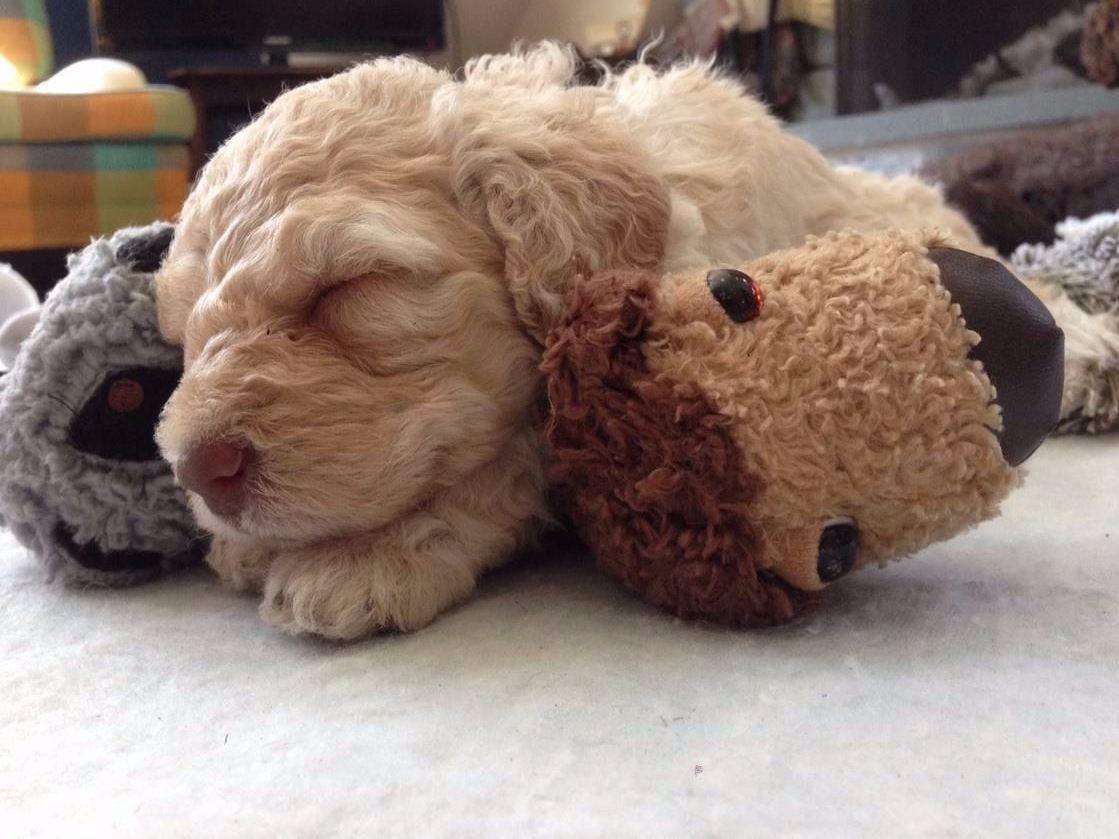 Copper Kennel Spanish Water Dogs And Hungarian Pumi Spanish Water Dog