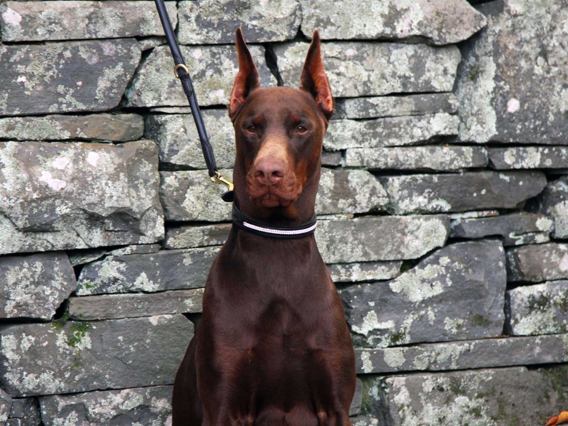 Doberman Pinscher For Sale by Kevlar Dobermans American Kennel Club