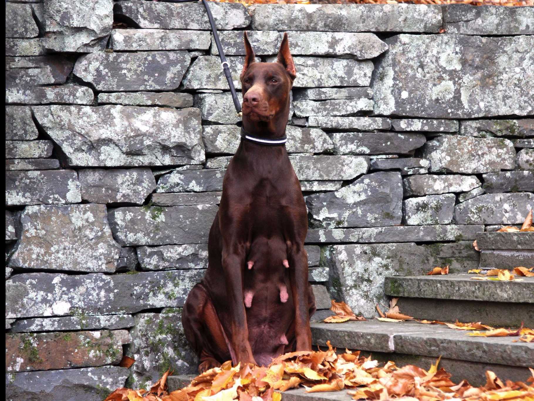 Doberman Pinscher puppies for sale AKC Marketplace