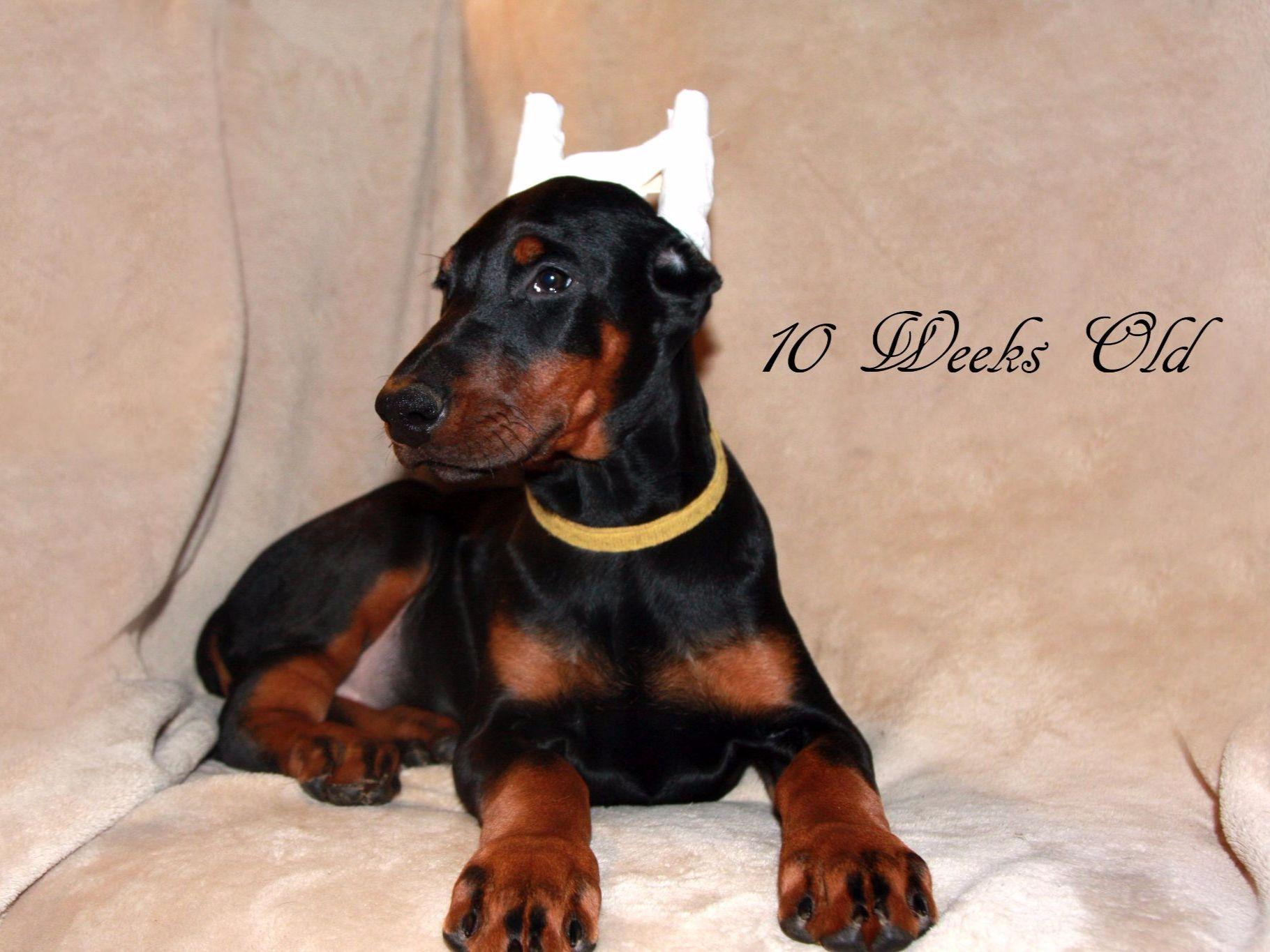 Doberman Pinscher For Sale by Kevlar Dobermans American Kennel Club