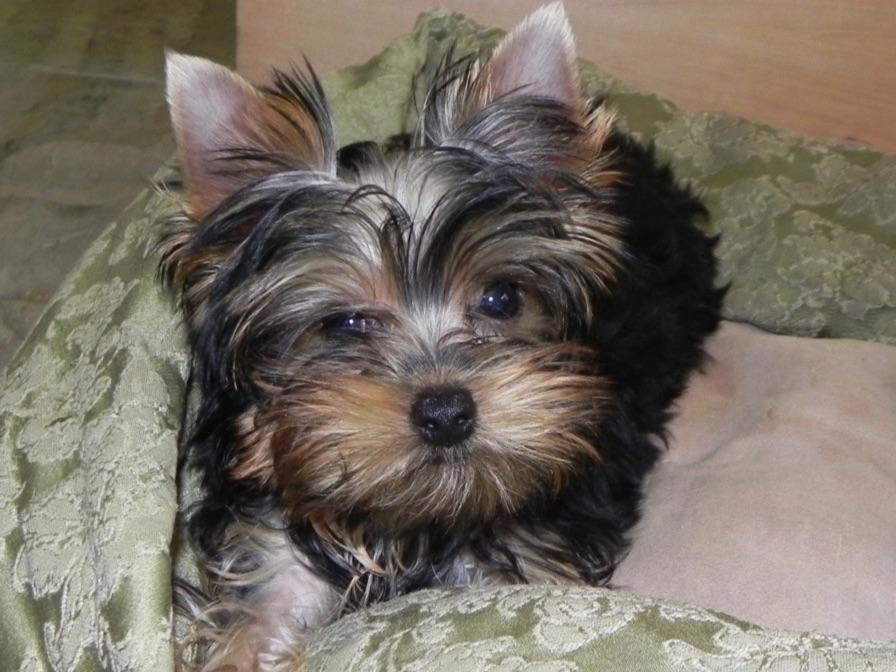 yorkies paradise terrier for sale by paradise terriers american kennel club yorkies paradise terrier for sale by paradise terriers american kennel club