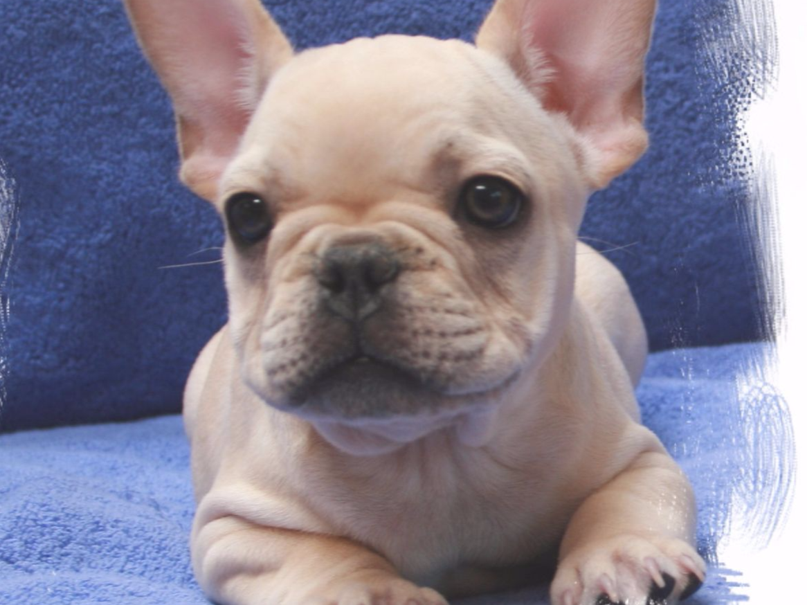 bulldog puppies california bulldog breeders in california breeds picture bulldog puppies california bulldog breeders in california breeds picture