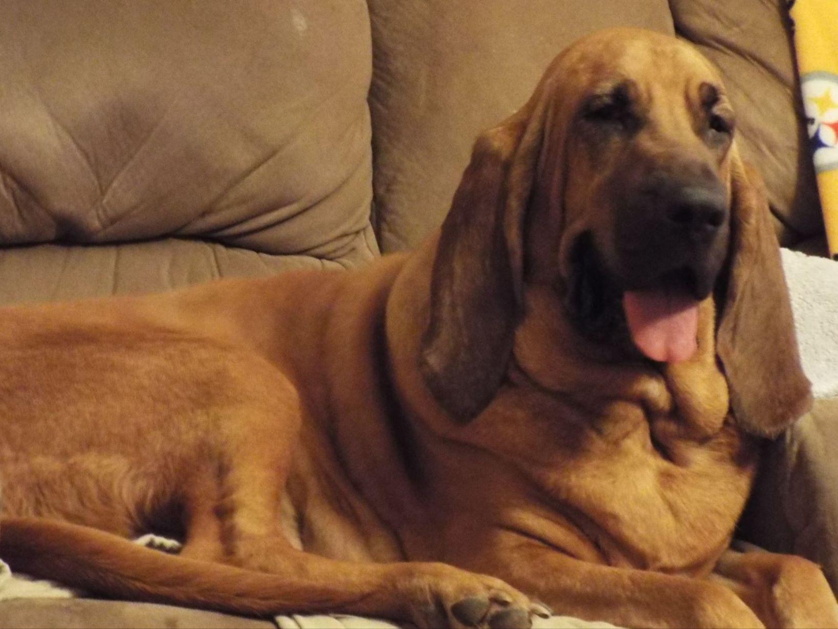 blood hound puppies bloodhound puppies www imgkid the image kid has it blood hound puppies bloodhound puppies www imgkid the image kid has it
