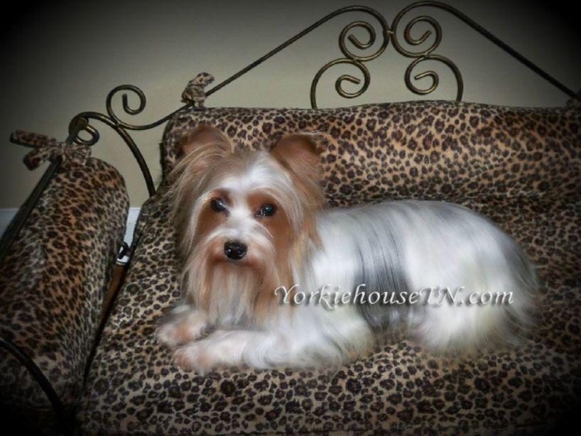 yorkie house cleveland tn yorkiehousetn breeders cleveland tn yorkie house cleveland tn yorkiehousetn breeders cleveland tn