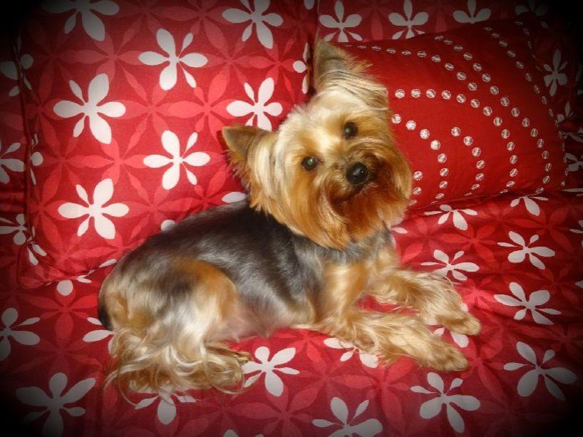 yorkie house cleveland tn yorkiehousetn breeders cleveland tn yorkie house cleveland tn yorkiehousetn breeders cleveland tn