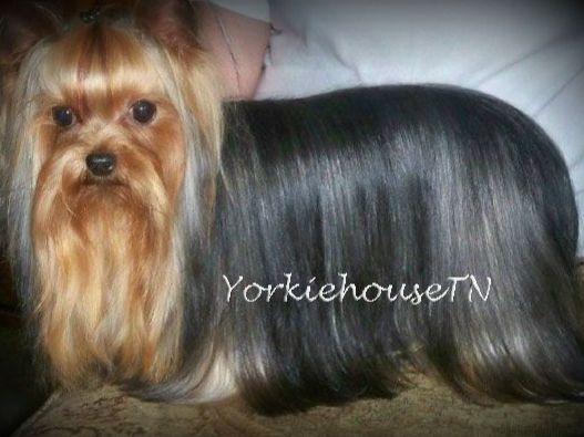 yorkie house cleveland tn terrier for sale by yorkiehousetn american kennel club yorkie house cleveland tn terrier for sale by yorkiehousetn american kennel club