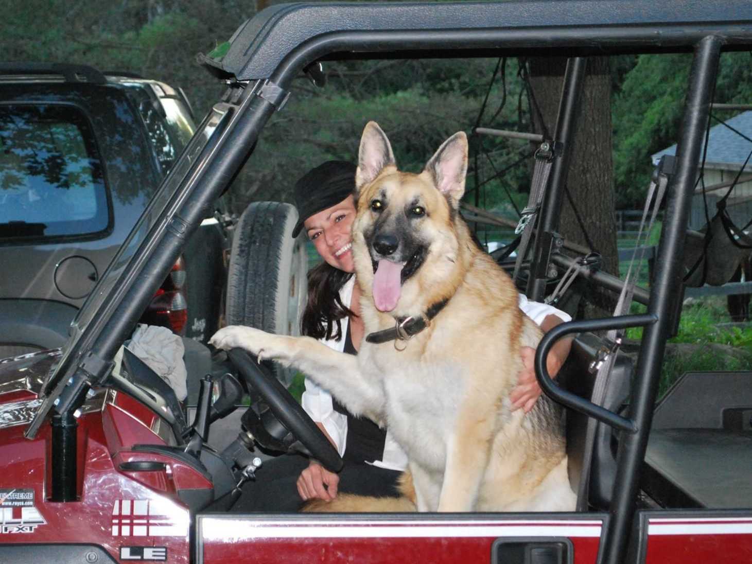 white german shepherd puppies ohio german shepherd puppies for sale near monclova ohio akc marketplace white german shepherd puppies ohio german shepherd puppies for sale near monclova ohio akc marketplace