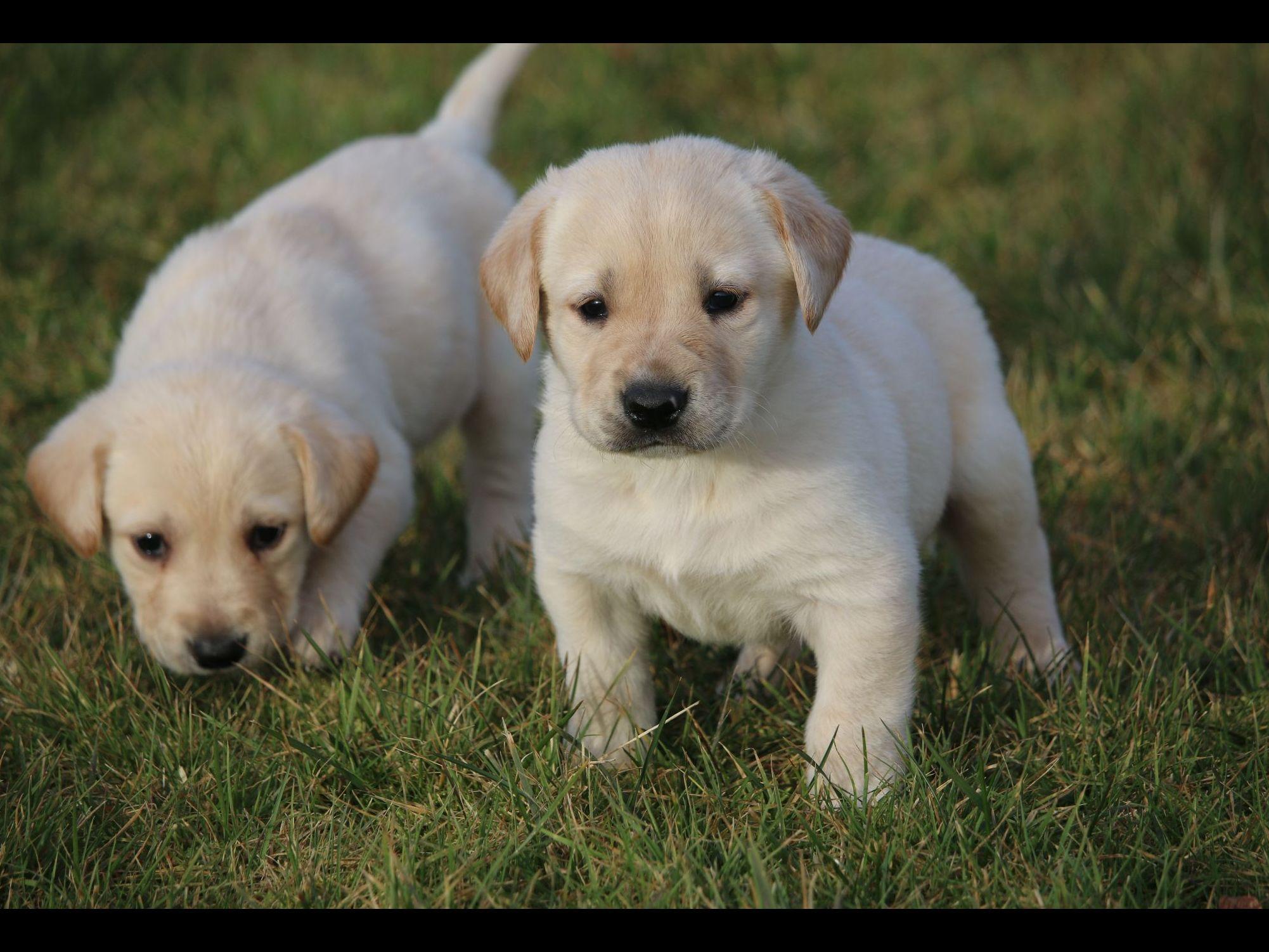 puppies salem oregon labrador breeders salem oregon photo puppies salem oregon labrador breeders salem oregon photo