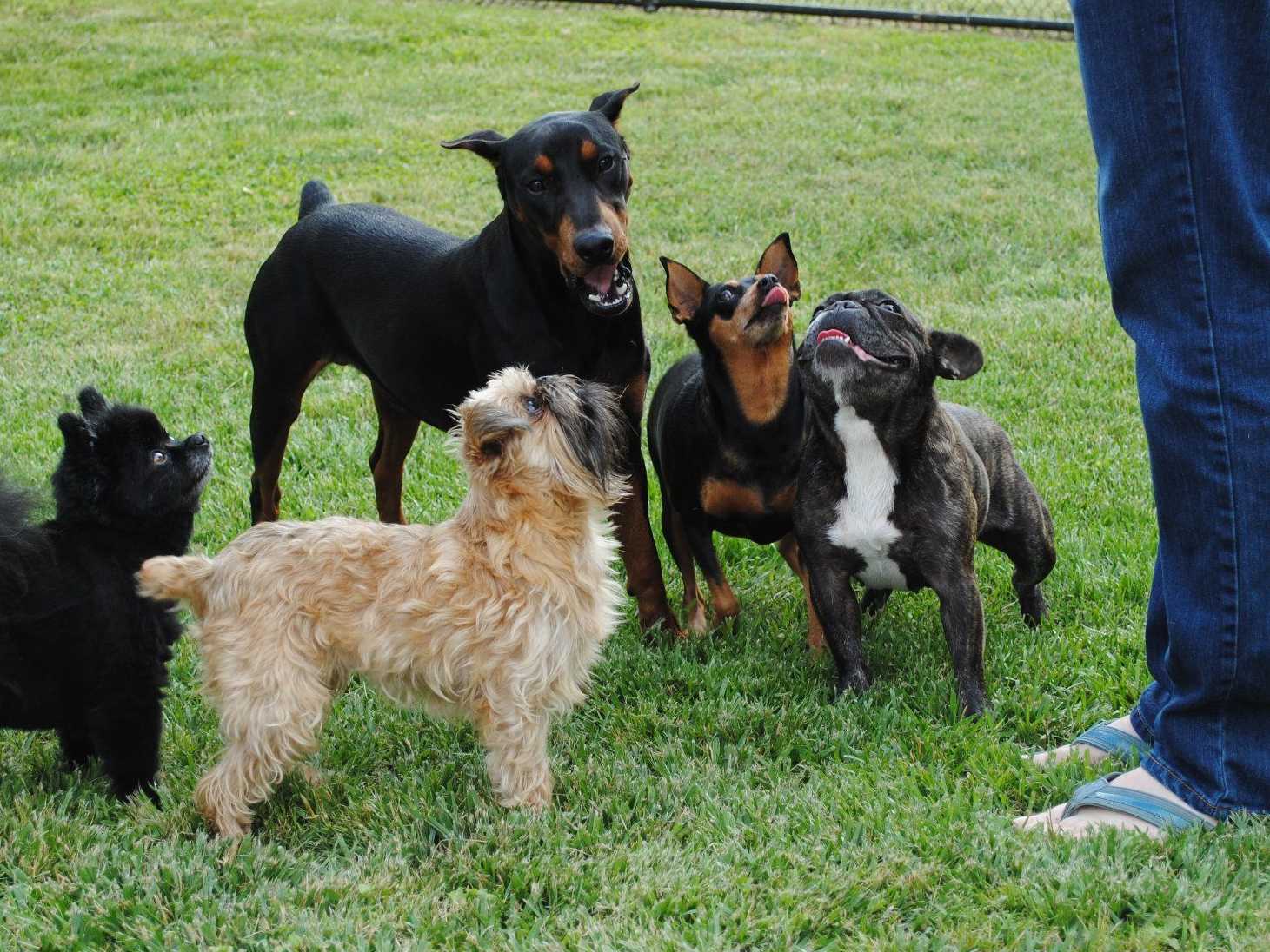 WINDAMIR GERMAN PINSCHERS German Pinscher Puppies For Sale