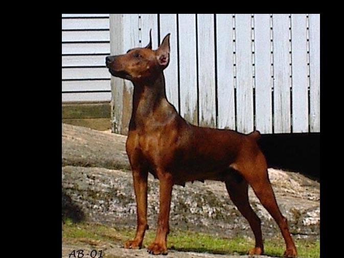 WINDAMIR GERMAN PINSCHERS German Pinscher Puppies For Sale