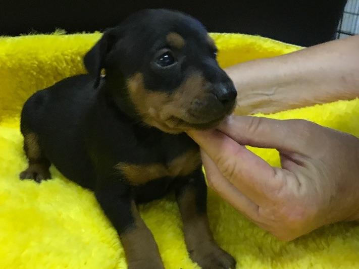 WINDAMIR GERMAN PINSCHERS German Pinscher Puppies For Sale
