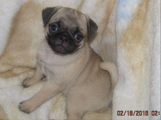 walk the line pug ranch pug for sale by walk the line pug ranch american kennel club walk the line pug ranch pug for sale by walk the line pug ranch american kennel club