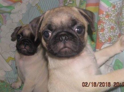 walk the line pug ranch walk the line pug ranch pug puppies for sale walk the line pug ranch walk the line pug ranch pug puppies for sale