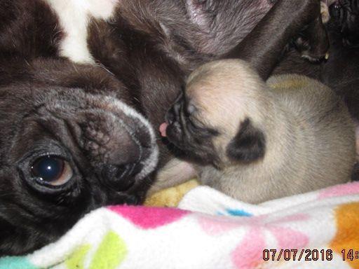 walk the line pug ranch walk the line pug ranch pug puppies for sale walk the line pug ranch walk the line pug ranch pug puppies for sale