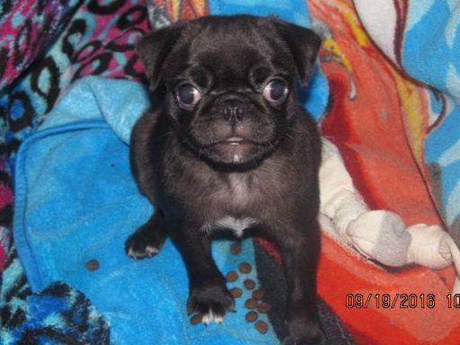 walk the line pug ranch walk the line pug ranch pug puppies for sale walk the line pug ranch walk the line pug ranch pug puppies for sale