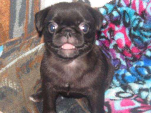 walk the line pug ranch walk the line pug ranch pug puppies for sale walk the line pug ranch walk the line pug ranch pug puppies for sale
