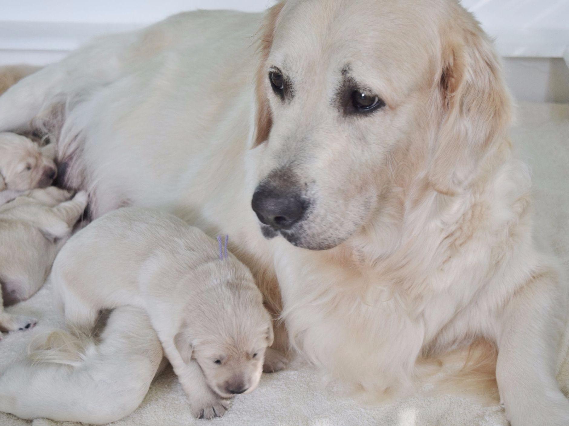 golden retrievers for sale in arkansas golden retriever puppies for sale in fort smith arkansas golden retrievers for sale in arkansas golden retriever puppies for sale in fort smith arkansas