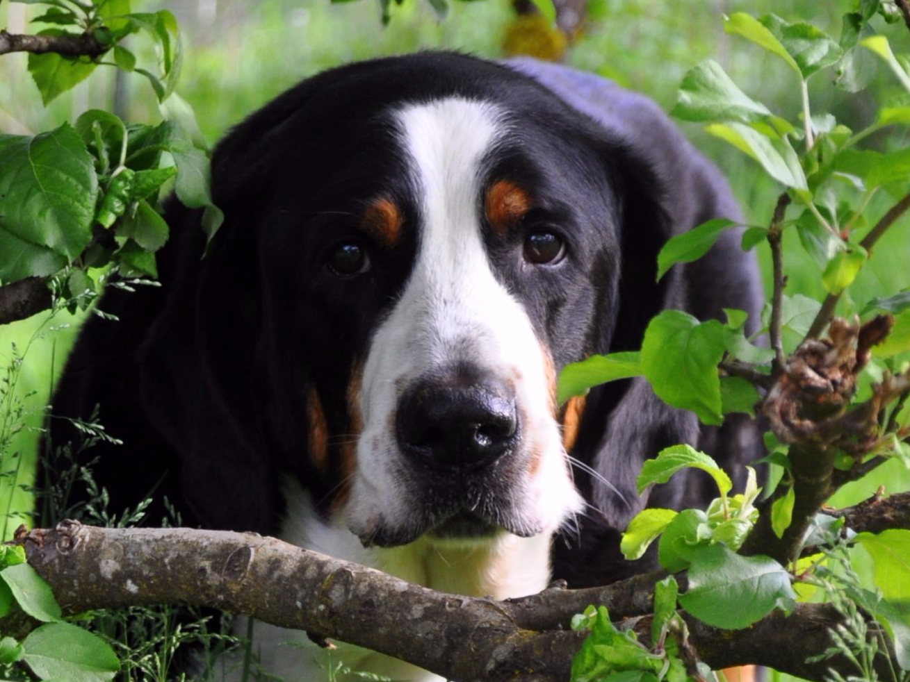 Trout Creek Greater Swiss Mountain Dogs Dog Breeders Carson, WA