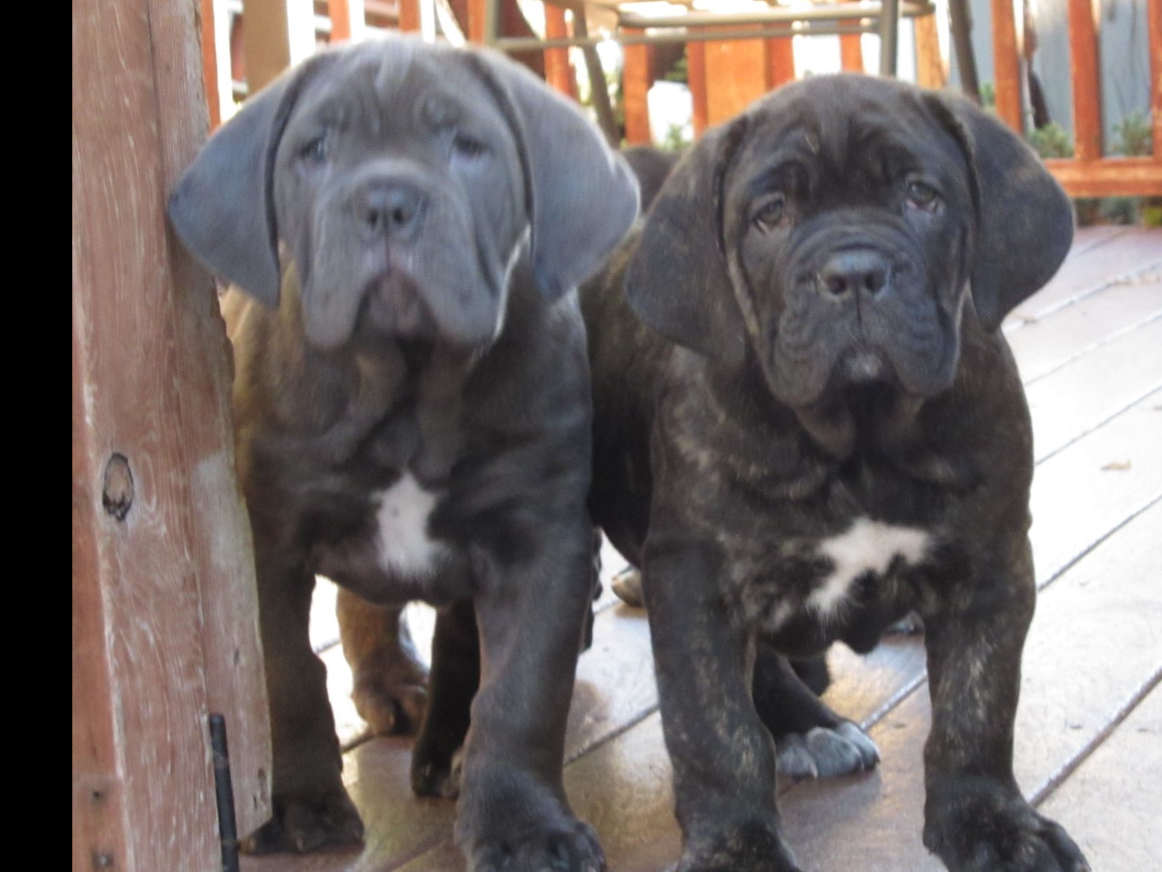 Cane Corso Puppies For Sale Near Moody, Alabama AKC Marketplace