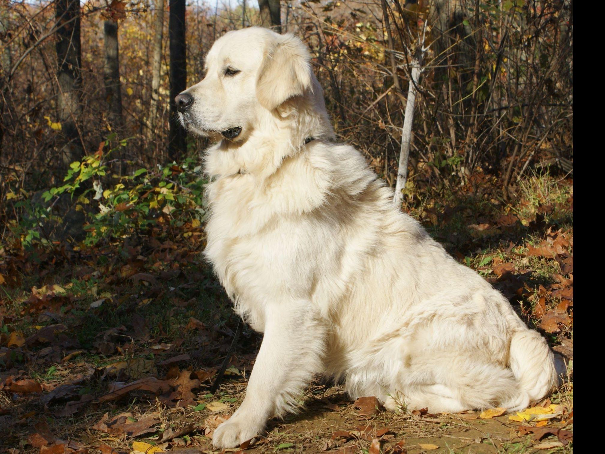icewind golden retrievers icewind goldens breeders phillipsburg nj icewind golden retrievers icewind goldens breeders phillipsburg nj