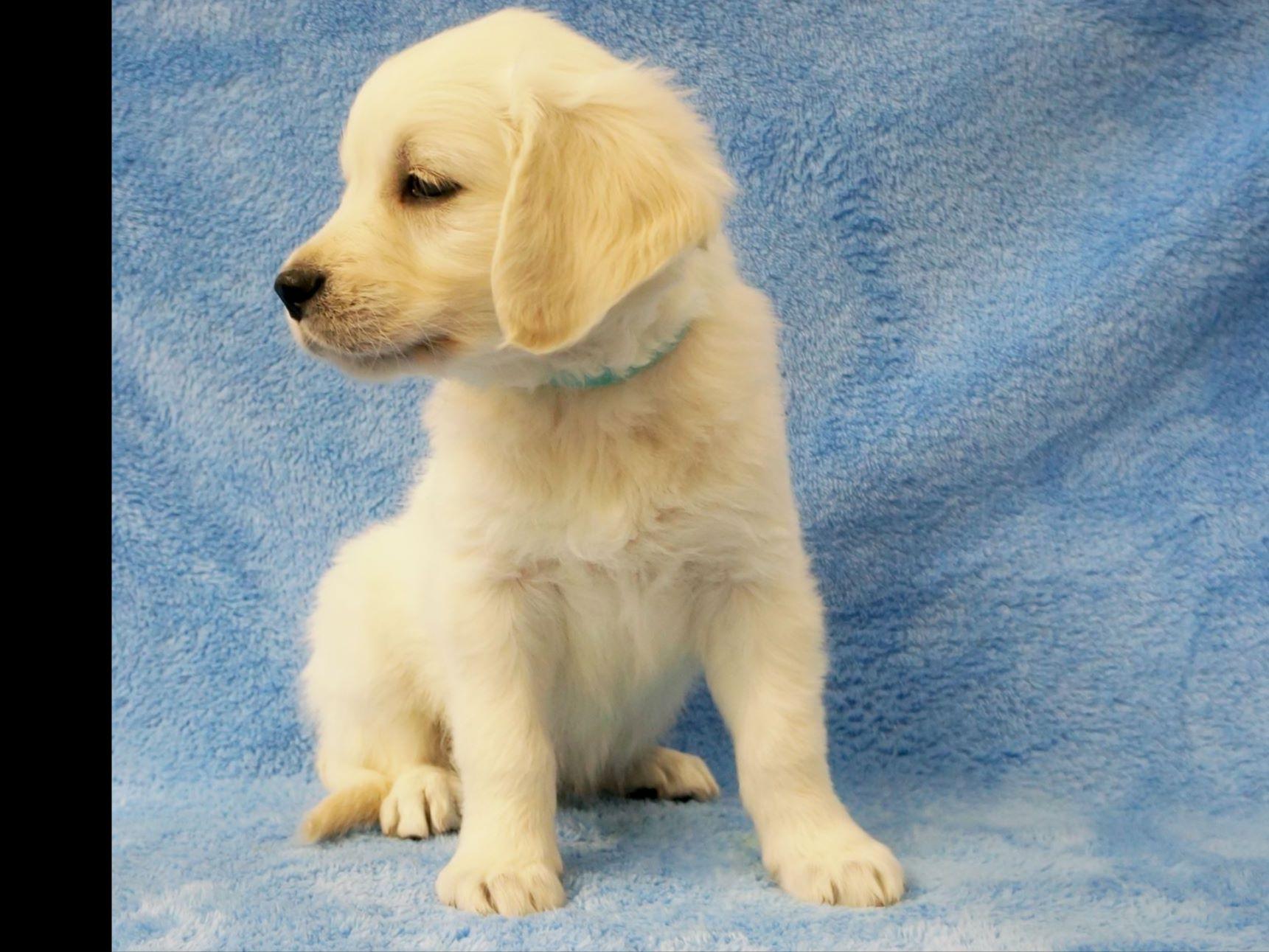 icewind golden retrievers golden retriever for sale by icewind goldens american kennel club icewind golden retrievers golden retriever for sale by icewind goldens american kennel club